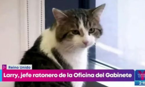 Él es Larry, el gato ratonero de la oficina del gabinete del Reino Unido que ha trabajado para tres primeros ministros
